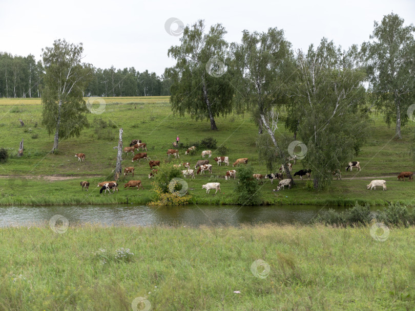 Скачать Пейзаж со стадом коров на берегу озера фотосток Ozero