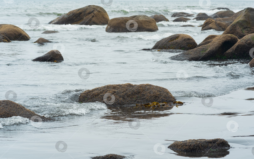 Скачать покрытые водорослями прибрежные валуны в прибое фотосток Ozero