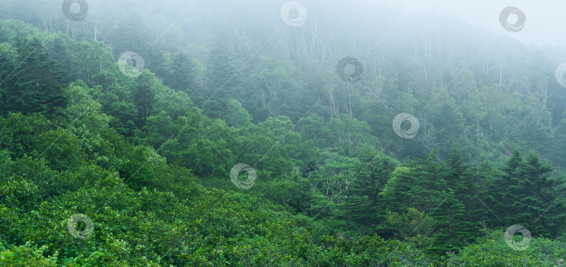 Скачать туманный горный лес на склоне вулкана на острове Кунашир фотосток Ozero