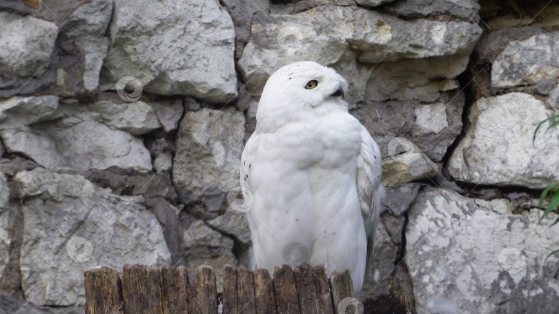 Скачать Снежная сова (Bubo scandiacus или Nyctea scandiaca) сидит на палке фотосток Ozero