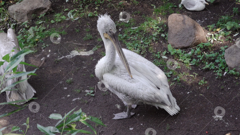 Скачать Белый пеликан (Pelecanus onocrotalus), также известный как восточный белый пеликан фотосток Ozero