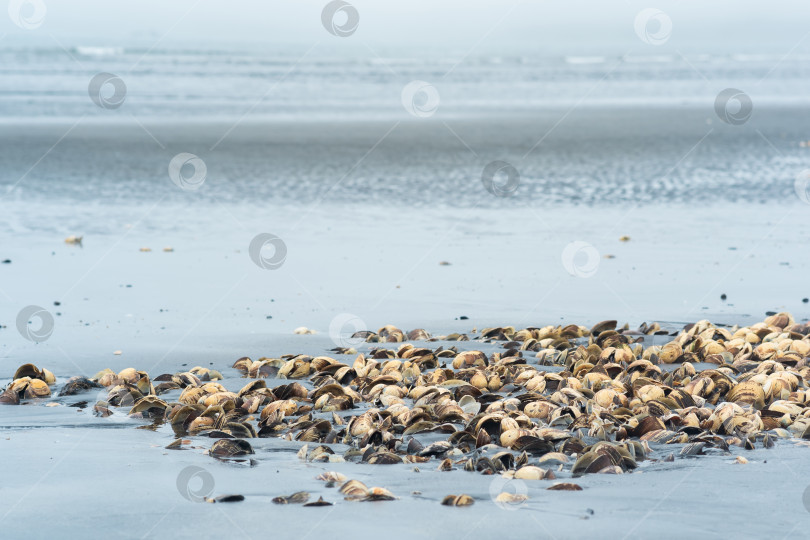 Скачать куча пустых раковин морских моллюсков на берегу моря, оставшихся после рыбалки фотосток Ozero