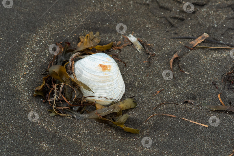 Скачать раковина моллюска для серфинга в черном вулканическом песке на морском берегу среди водорослей и другого органического морского мусора фотосток Ozero