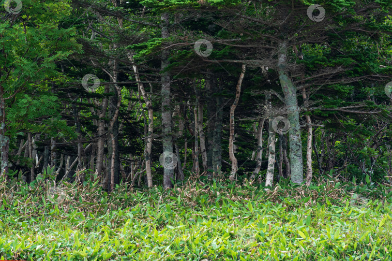 Скачать лесной пейзаж острова Кунашир, искривленные деревья и заросли карликового бамбука фотосток Ozero