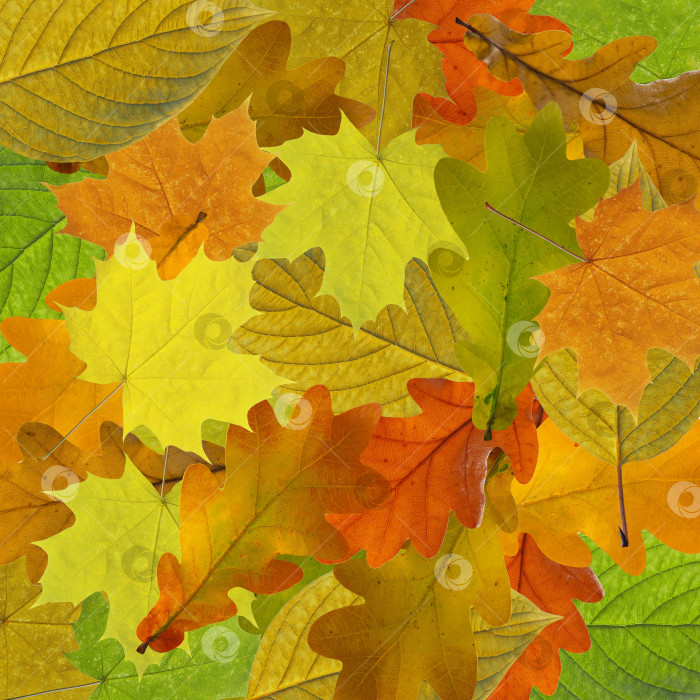 Скачать Красочный и яркий фон, выполненный из опавших осенних листьев. фотосток Ozero
