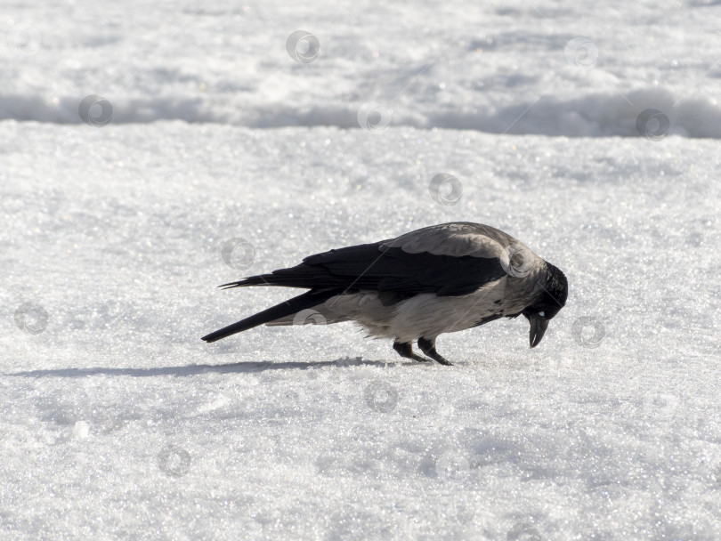 Скачать Черная птица ворона купается в озере фотосток Ozero