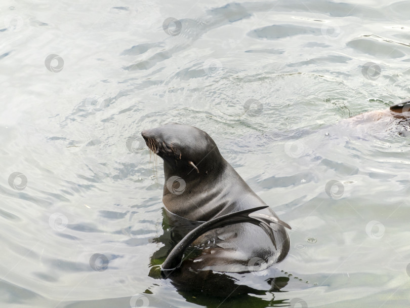 Скачать Очень милый пятнистый тюлень всплывает в волнах фотосток Ozero