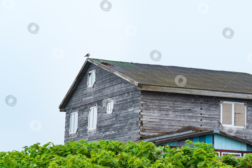 Скачать старый деревянный дом в прибрежной деревне с гнездом чайки на крыше фотосток Ozero