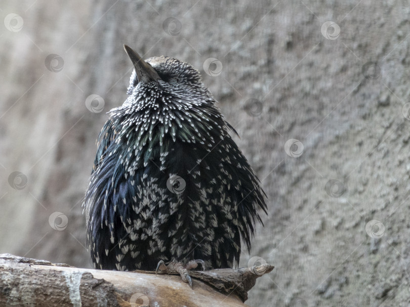 Скачать Обыкновенный скворец sturnus vulgaris сидит на заборе фотосток Ozero