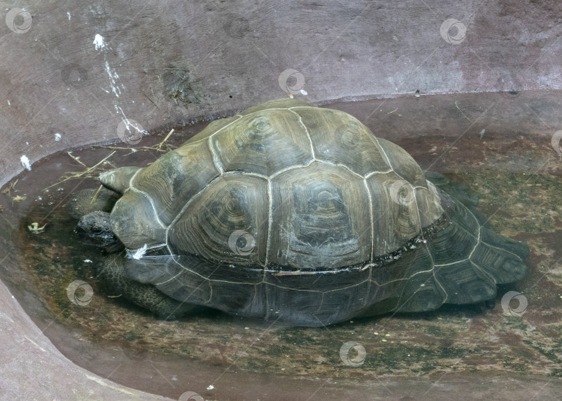 Скачать Черепаха Sulcata принимает душ из воды фотосток Ozero