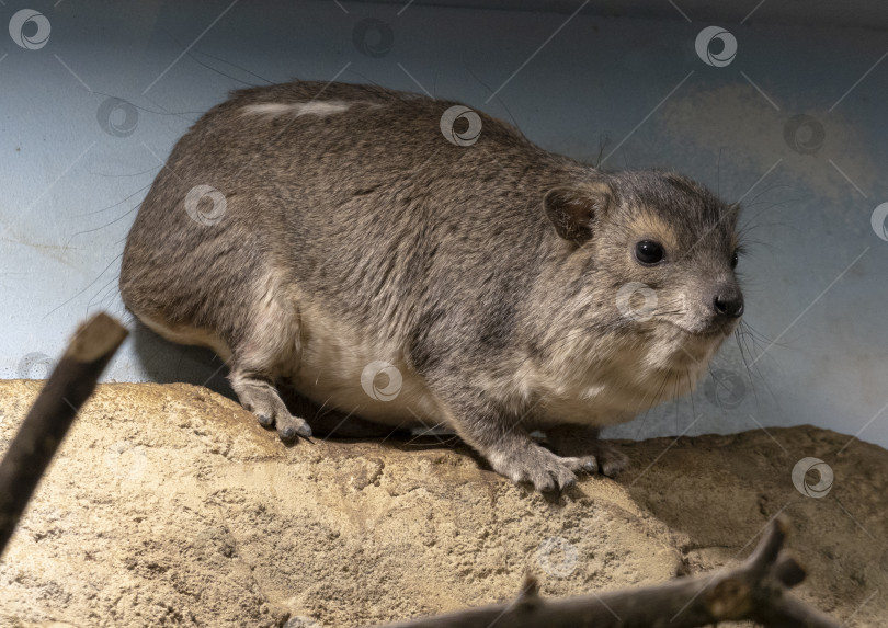 Скачать Скальный гиракс Procavia capensis, также называемый дасси, капский гиракс, скальный кролик фотосток Ozero