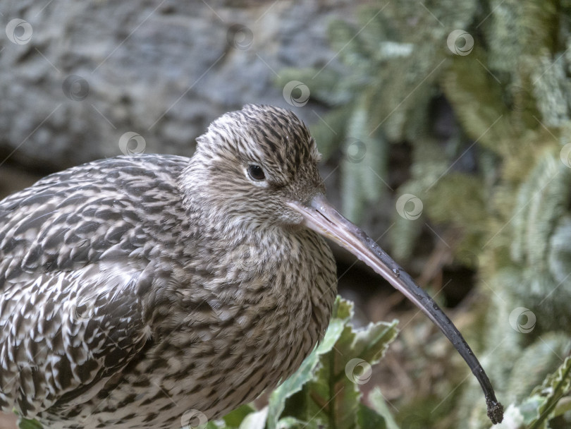 Скачать Длинноклювый кроншнеп - береговая птица семейства Scolopacidae фотосток Ozero