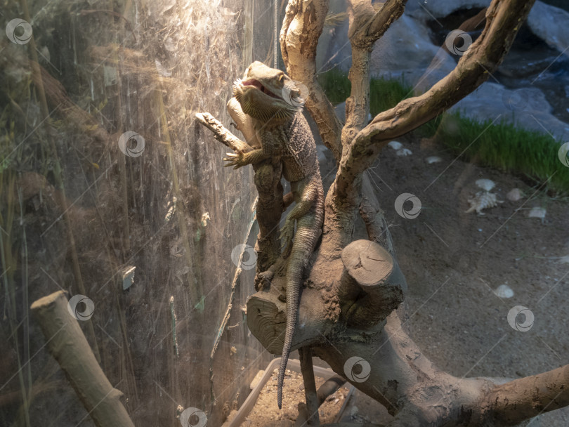 Скачать Ящерица - это гоанна, лежащая на сухой ветке дерева фотосток Ozero