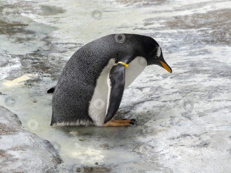 Скачать Красивый пингвин стоит боком на солнце, портрет фотосток Ozero