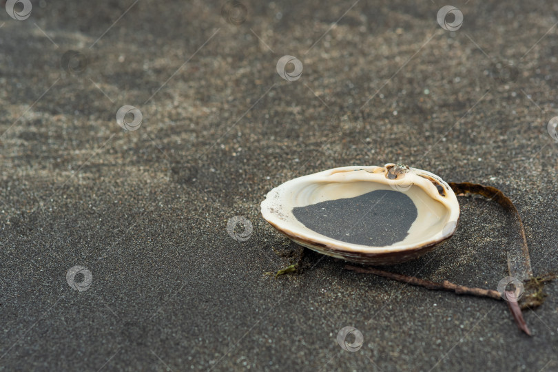 Скачать раковина моллюска для серфинга в черном вулканическом песке на морском берегу с водорослями и другим органическим морским мусором фотосток Ozero