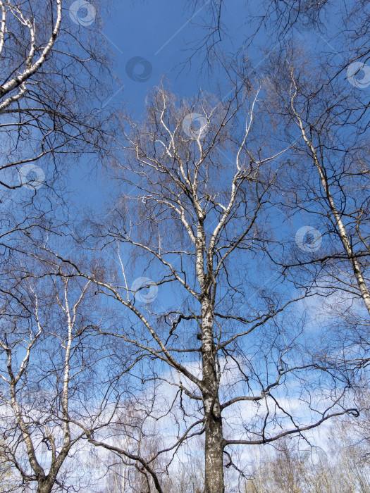Скачать Зимний березовый лес в солнечном свете на фоне голубого неба фотосток Ozero