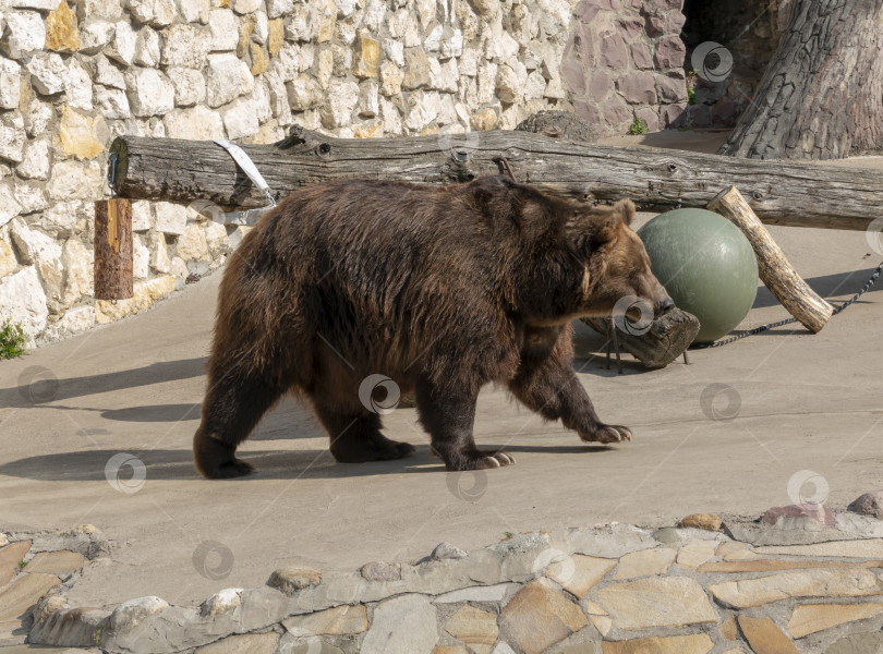 Скачать Портрет бурого медведя Ursus arctos на охоте фотосток Ozero