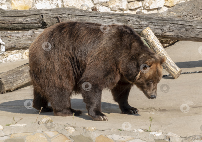 Скачать Портрет бурого медведя Ursus arctos на охоте фотосток Ozero