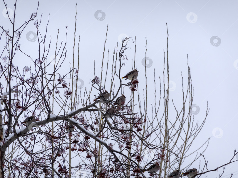Скачать Стая свиристелок, сидящих зимой на ветке рябины фотосток Ozero