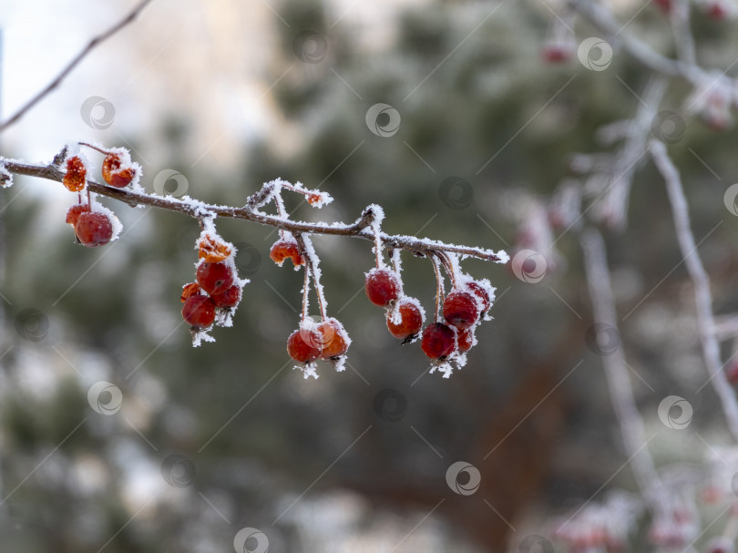 Скачать Ветви красной яркой рябины, покрытые первым снегом фотосток Ozero