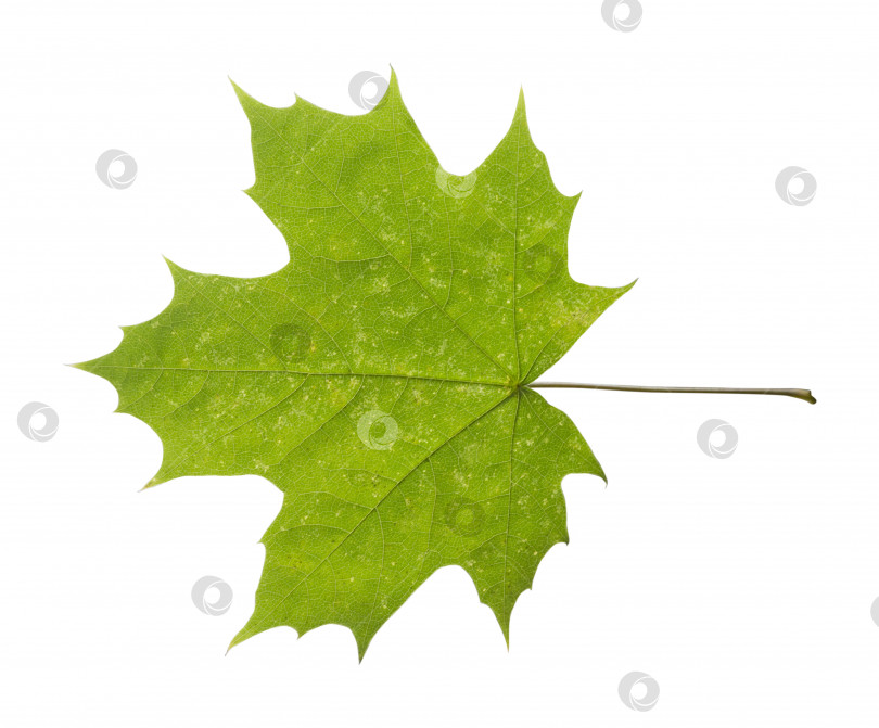 Скачать кленовый лист, выделенный на белом фоне фотосток Ozero