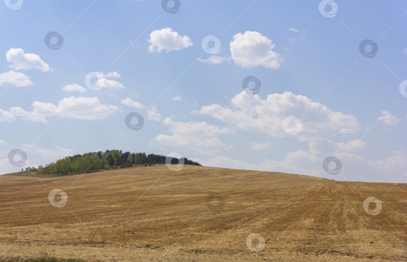 Скачать Холмистые фермерские поля, засеянные пшеницей, в солнечный летний день фотосток Ozero
