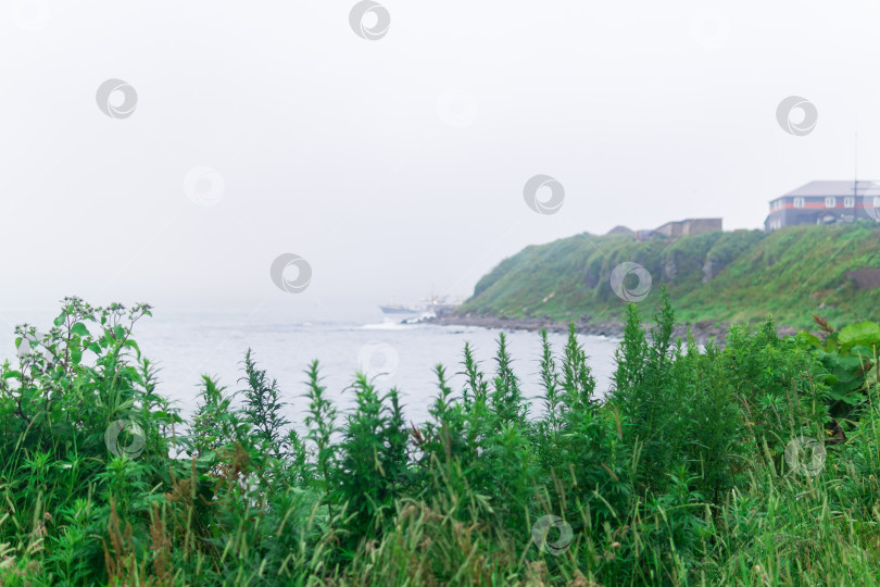 Скачать размытый пейзаж морского побережья, сосредоточьтесь на ближней траве фотосток Ozero