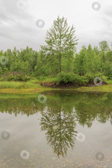 Скачать Разливающаяся река на естественном фоне зеленого леса фотосток Ozero