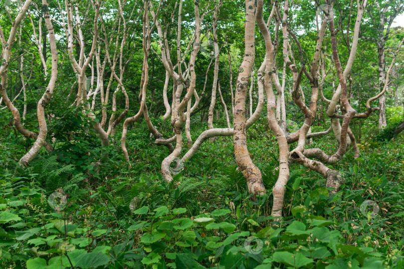 Скачать лесной пейзаж острова Кунашир, искривленные деревья и заросли карликового бамбука фотосток Ozero