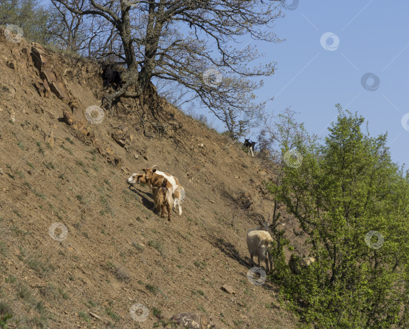 Скачать Стадо горных козлов на склонах в кустах фотосток Ozero