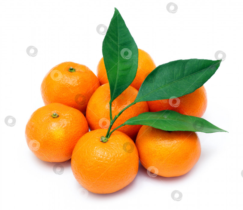 Скачать Спелые мандарины или мандаринка с листьями, выделенными на белом фоне фотосток Ozero