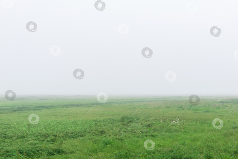 Скачать утренний пейзаж, обширный луг с сочной травой скрыт туманом фотосток Ozero