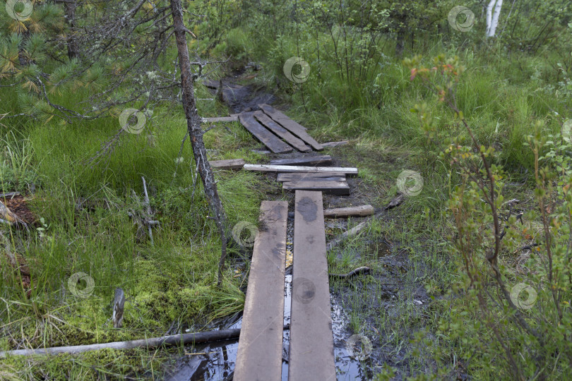 Скачать Старый маленький мостик через реку в лесу фотосток Ozero