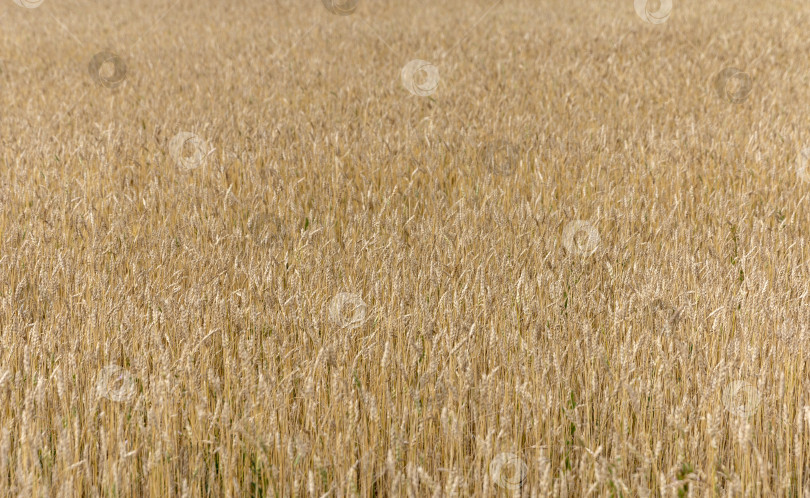 Скачать Желтое зерно, готовое к сбору урожая, растет на фермерском поле фотосток Ozero