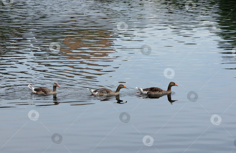 Скачать Три красивые утки плавают по озеру. фотосток Ozero
