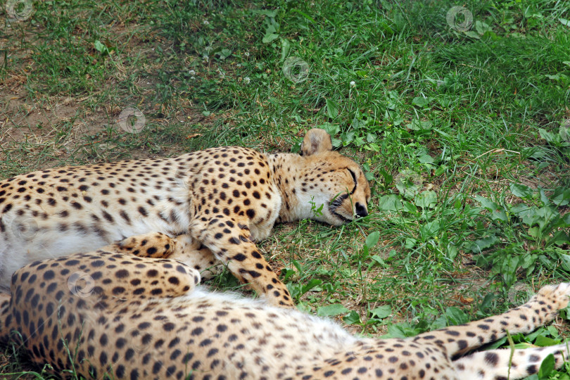 Скачать Два дальневосточных леопарда спят на зеленой траве фотосток Ozero