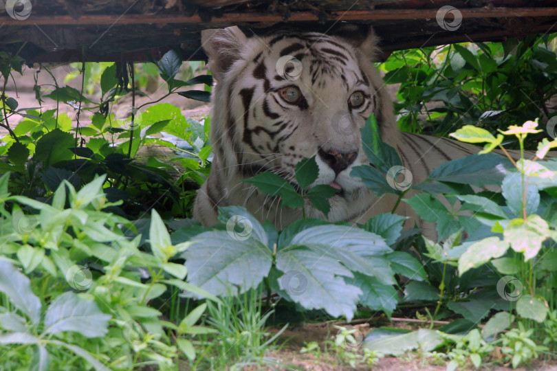 Скачать Белый тигр в траве выслеживает добычу. фотосток Ozero