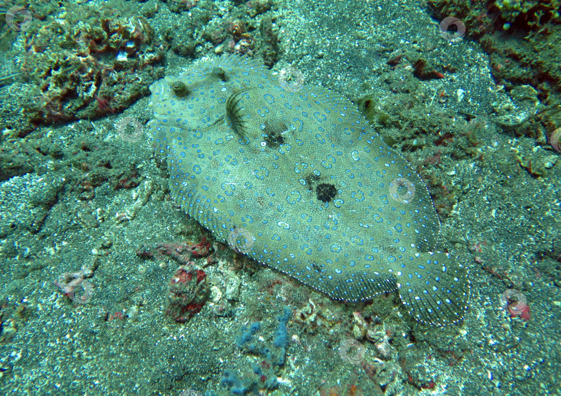 Скачать Цветастая камбала Bothus mancus лежит на морском дне фотосток Ozero