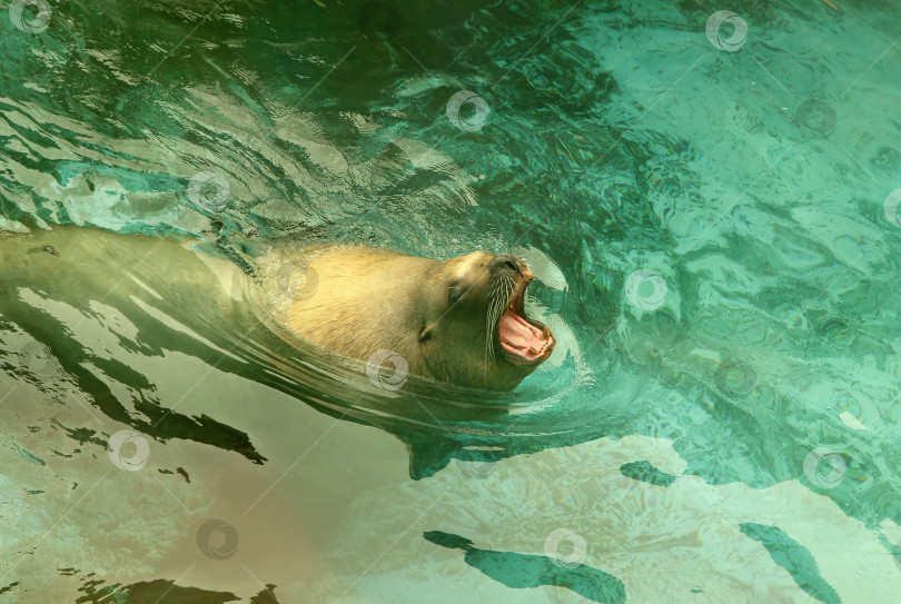 Скачать Большой морской лев плавает в море фотосток Ozero