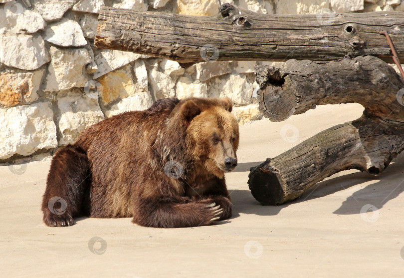 Скачать Большой бурый медведь сидит на камне. фотосток Ozero