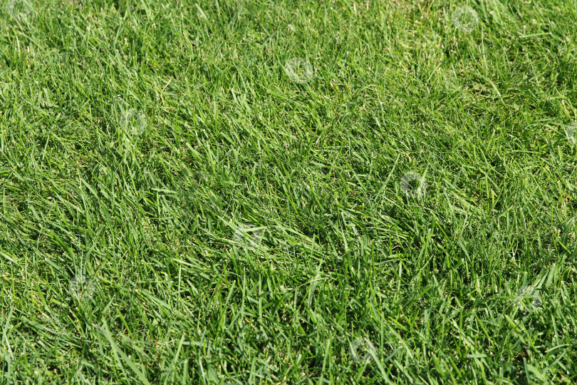 Скачать Текстура зеленой травы для фона фотосток Ozero