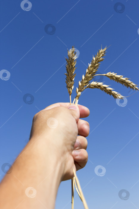 Скачать рука, держащая колосья пшеницы на фоне голубого неба фотосток Ozero