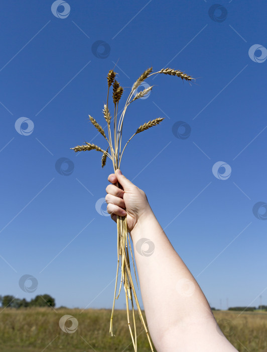 Скачать рука, держащая колосья пшеницы на фоне голубого неба фотосток Ozero