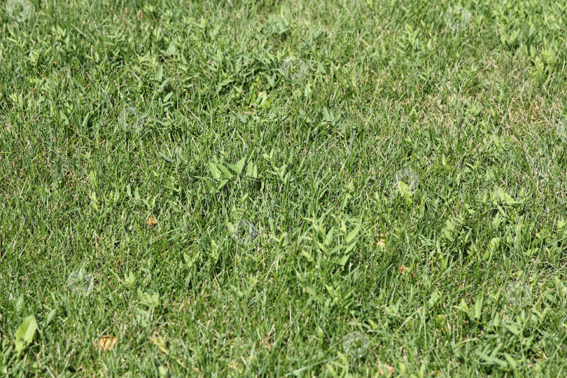 Скачать Зеленая пшеница на фоне текстуры травы зернового поля фотосток Ozero