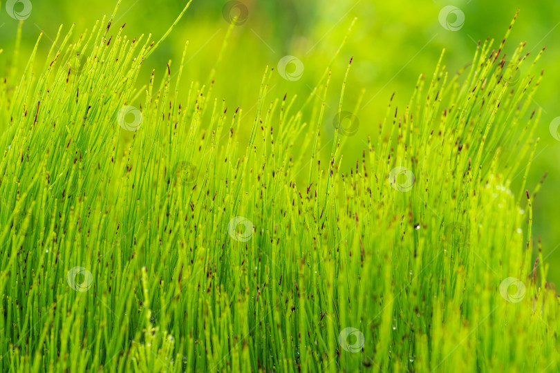 Скачать естественный фон - зеленая травянистая растительность крупным планом фотосток Ozero