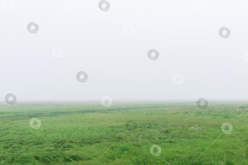 Скачать утренний пейзаж, обширный луг с сочной травой скрыт туманом фотосток Ozero