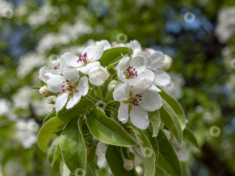 Скачать Яблоня цветет весной на белом фоне фотосток Ozero