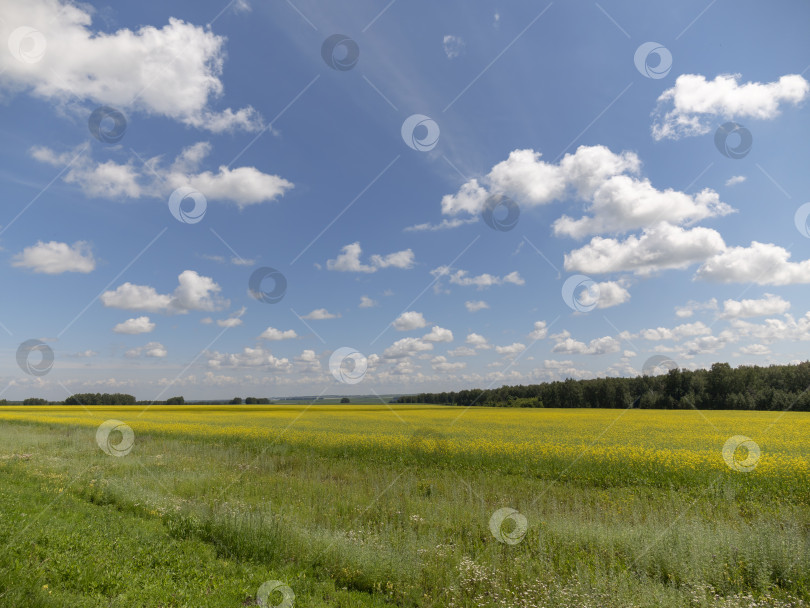 Скачать Желтое зерно, готовое к сбору урожая, растет на фермерском поле фотосток Ozero