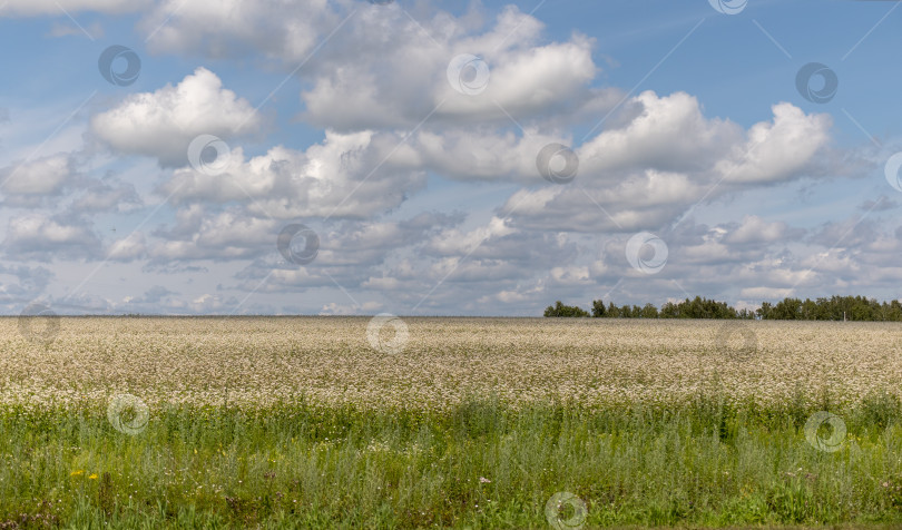 Скачать Желтое зерно, готовое к сбору урожая, растет на фермерском поле фотосток Ozero