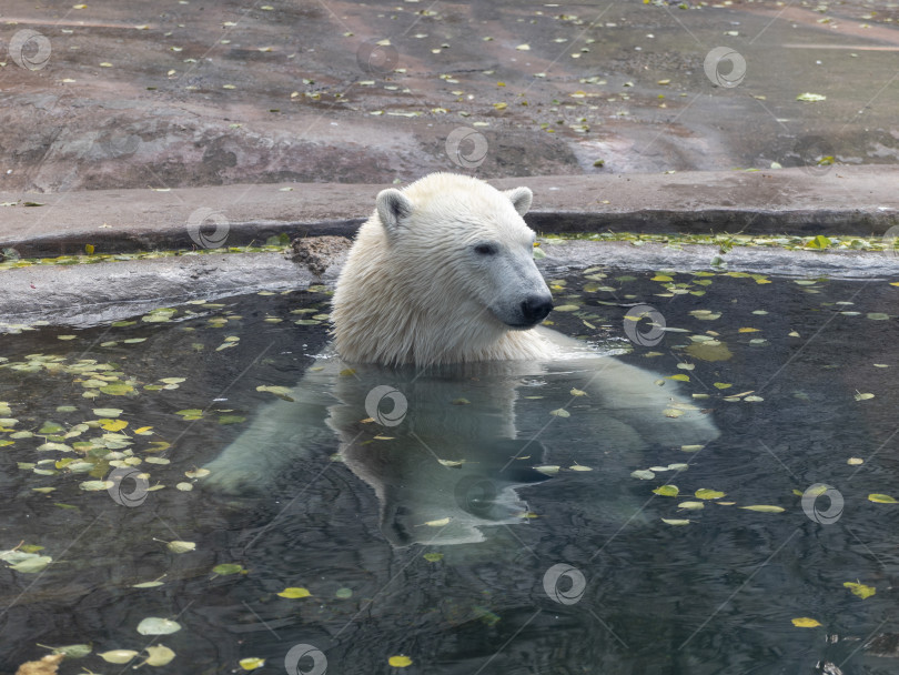 Скачать Белый медведь Ursus Maritimus в солнечный день фотосток Ozero